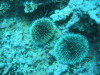 Sea Egg (Tripneustes depressus)
