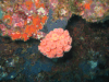 Orange Cup Coral (Tubastraea coccinea)