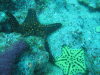 Panamic Cushion Star (Pentaceraster cumingi)
