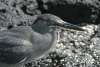 Lava Heron (Butorides sundevalli)