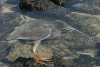 Lava Heron (Butorides sundevalli)