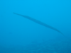 Pacific Trumpetfish (Aulostomus chinensis)