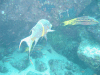 Mexican Hogfish (Bodianus diplotaenia)