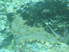 Brown Sea Cucumber (Isostichopus fuscus)