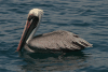 Galápagos Brown Pelican (Pelecanus occidentalis urinator)