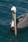 Galápagos Brown Pelican