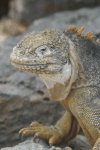 Galápagos Land Iguana (Conolophus subcristatus)