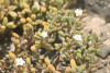 Galápagos Carpet Weed (Sesuvium edmonstonei)