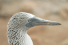 Closeup Galápagos Blue-footed Booby