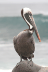Galápagos Brown Pelican (Pelecanus occidentalis urinator)
