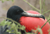 Closeup Male Frigatebird Displaying