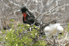 Frigatebird Nest Male Chick