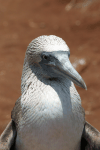 Closeup Galápagos Blue-footed Booby