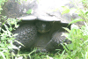 Santa Cruz Giant Tortoise (Chelonoidis porteri)