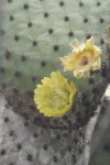 Opuntia Cactus Flowers