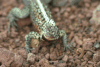 Santa Cruz Lava Lizard (Microlophus indefatigabilis)