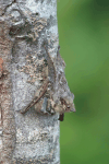 Proboscis Bat (Rhynchonycteris naso)