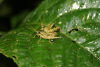 Short-horned Grasshopper (Ommatolampidinae gen.)