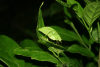 Leaf Katydid (Phaneropterinae gen.)