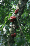 Fruits Jungle Tree Seem