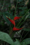 Heliconia (Heliconia sp.)