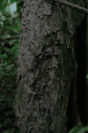 Paper Ant Nest Tree