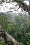 View Over Rainforest Canopy
