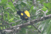 Yellow-rumped Cacique (Cacicus cela)