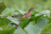 Least Bittern (Ixobrychus exilis)