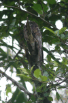 Common Potoo (Nyctibius griseus)