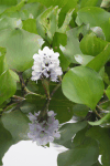 Anchored Water Hyacinth (Pontederia azurea)