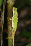 Broad-headed Woodlizard (Enyalioides laticeps)