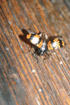 Pleasing Fungus Beetle (Erotylini gen.)