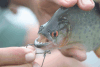 Redeye Piranha (Serrasalmus rhombeus)