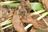 Clubtail (Gomphidae gen.)