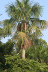 Palm Tree Rain Forest