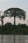 Kapok Tree (Ceiba pentandra)