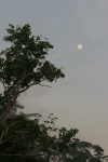 Moonrise Over Jungle