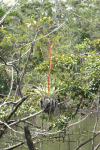 Bromeliad Growing Tree