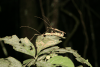 Stick Insect (Ignacia atrophica)