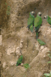 Dusky-headed Parakeet (Aratinga weddellii)