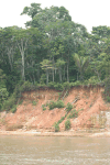 Fertile Soil Amazon Basin