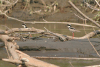 Pied Plover (Vanellus cayanus)