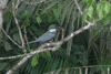 Ringed Kingfisher (Megaceryle torquata)