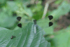 Large Woodskimmer (Uracis fastigiata)
