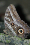 Owl Butterfly (Caligo sp.)