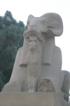 Closeup Sphinx Had Ram