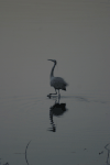 Wading Western Little Egret