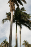 Palm Tree Botanical Garden