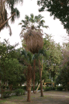 Palm Tree Botanical Garden